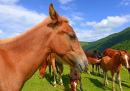 Mountain Pasture