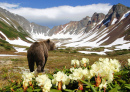 Bear on a Volcanic Crater