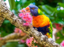 Rainbow Lorikeet on a Corymbia Tree