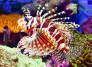 Lionfish