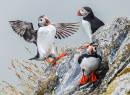 Atlantic Puffins