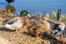 Mallards on the Shore