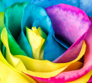 Rainbow Rose