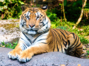 Sumatran Tiger at the Safari Park