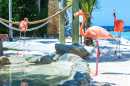 Flamingos on the Beach, Aruba