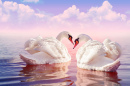 White Swans