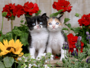 Baby Kittens in a Garden Setting