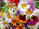 Bouquet of Summer Flowers