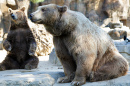 Two Brown Bears Resting