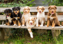 Australian Shepherd Puppies