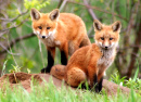 Curious Red Fox Cubs