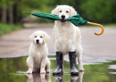 Golden Retriever with Pup