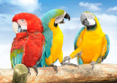 Colorful Macaws