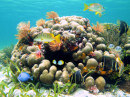 Coral Reef, Costa Rica