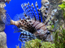 Lionfish