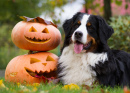 Bernese Mountain Dog with Pumpkins