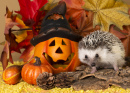 Halloween Hedgehog