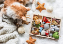 Red Kitten with a Box of Christmas Decorations