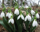 Galanthus Elwesii