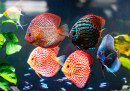 Symphysodon Discus in the Aquarium