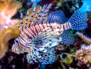 Lionfish