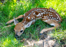 Newborn Deer