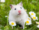 White Hamster