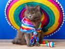 Sombrero Cat