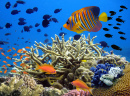 Coral Reef Panorama