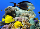 Tropical Fish and Coral Reef