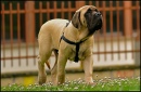 Pluto, My English Mastiff