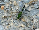 Green Dragonfly