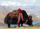 Tibetan Yak