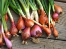 Harvested Onions