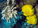 Masked Butterflyfish