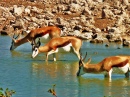 Bokkies