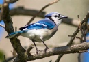 Blue Jay