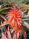 Aloe Arborescens