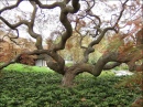 Japanese Garden, Philadelphia