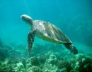 Honu