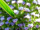 Echium