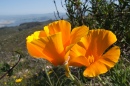 California Poppy