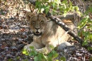 Lioness, South Africa