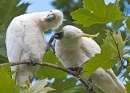 Cockatoos in Suburban Sydney