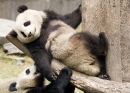 Giant Pandas