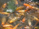 A Pond Full of Carp