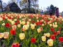 Tulip Festival, Ottawa, Canada