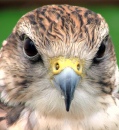 Falcon Portrait, London Bridge