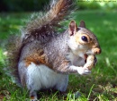 Squirrel at Greenwich Park, London