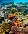 The Great Barrier Reef